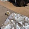 Костюм топ и юбка с ракушками Pearl Костюм топ и юбка с ракушками Pearl